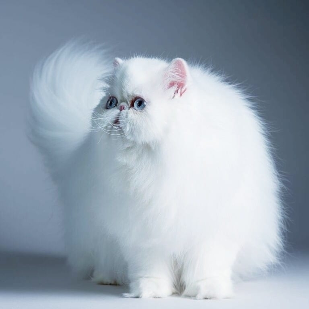 Meet your Posher, Bella amore